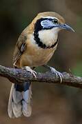 Greater Necklaced Laughingthrush