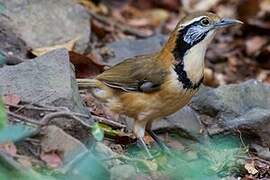 Greater Necklaced Laughingthrush