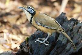 Greater Necklaced Laughingthrush