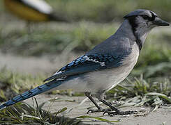 Blue Jay