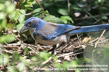 California Scrub Jayadult breeding