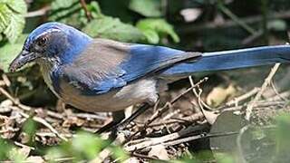 California Scrub Jay