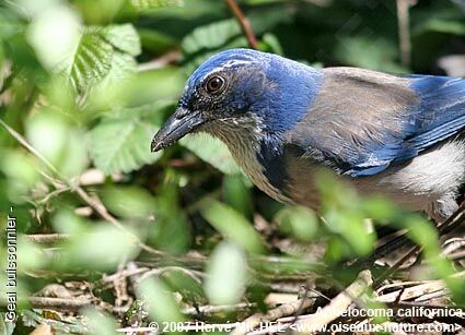 California Scrub Jayadult breeding