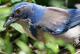 California Scrub Jay