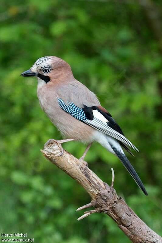 Eurasian Jayadult, identification