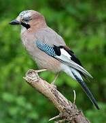 Eurasian Jay