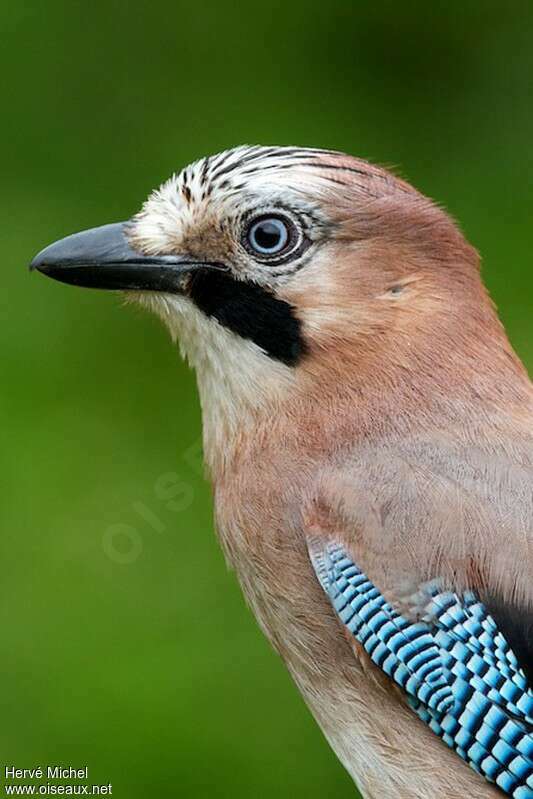 Eurasian Jayadult, close-up portrait