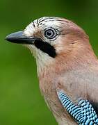 Eurasian Jay