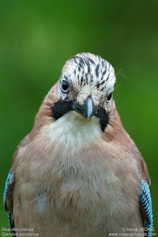 Eurasian Jayadult, identification