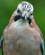 Eurasian Jay