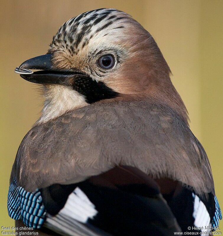 Eurasian Jayadult, identification