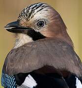 Eurasian Jay