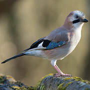 Eurasian Jay