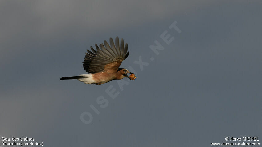 Eurasian Jay