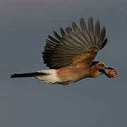 Eurasian Jay