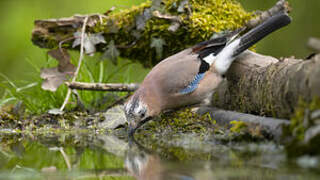 Eurasian Jay