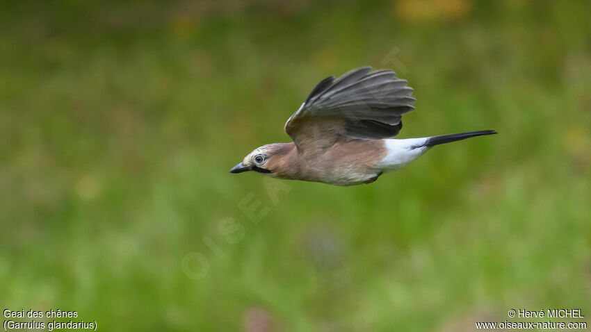 Eurasian Jay