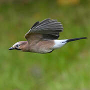 Eurasian Jay