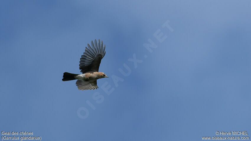 Eurasian Jay