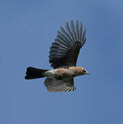 Eurasian Jay