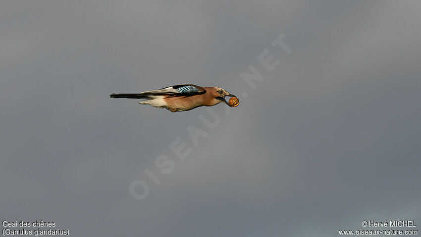 Eurasian Jay