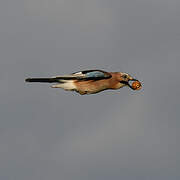 Eurasian Jay