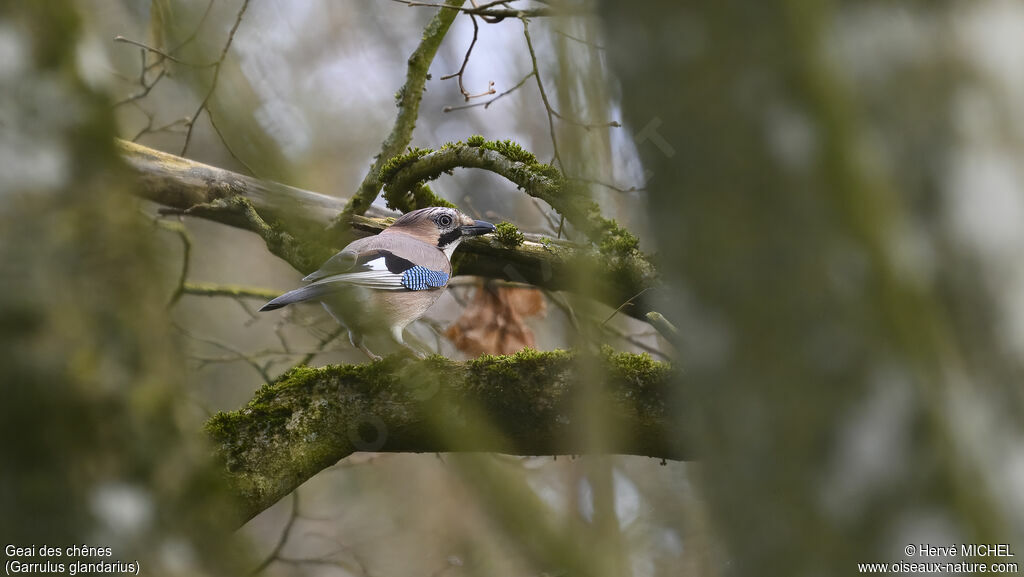 Eurasian Jay