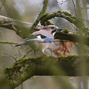 Eurasian Jay