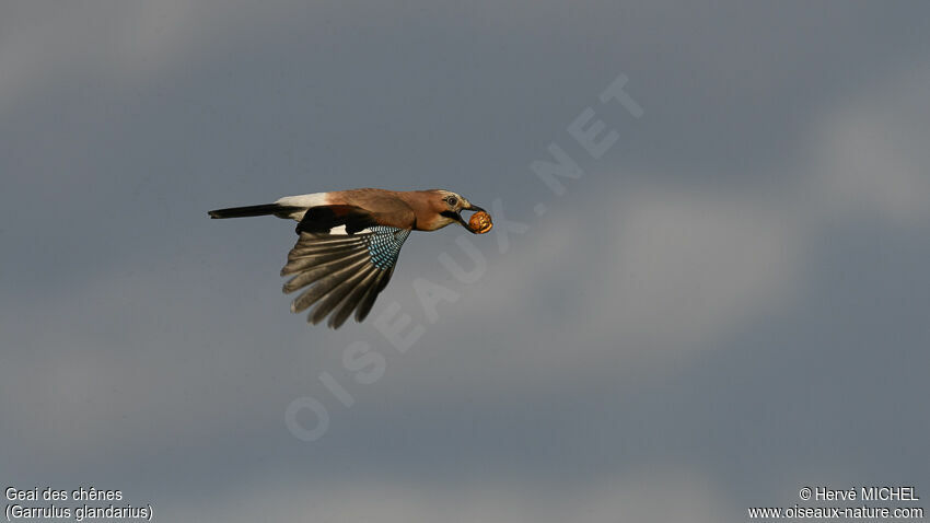 Eurasian Jay