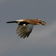 Eurasian Jay