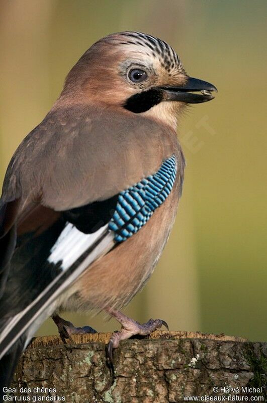 Eurasian Jay