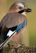 Eurasian Jay