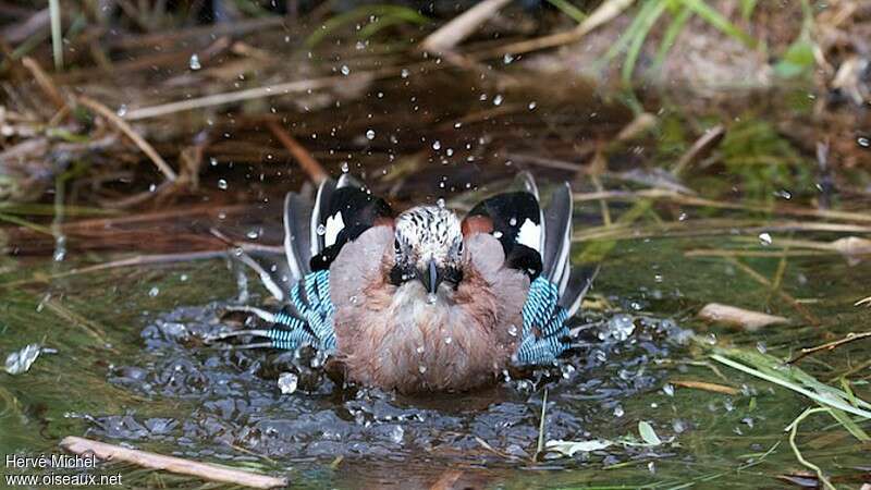 Eurasian Jayadult, care, Behaviour