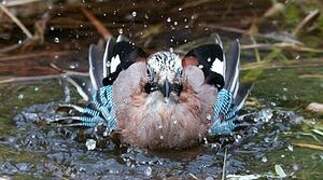 Eurasian Jay