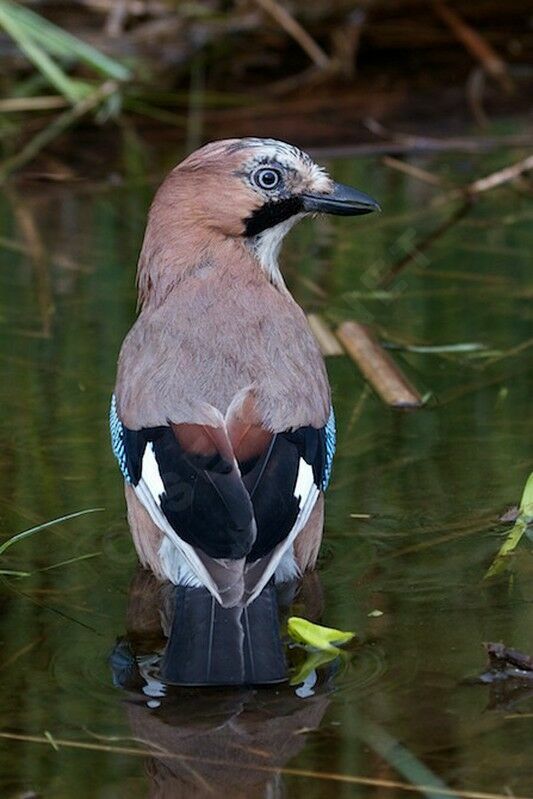 Eurasian Jayadult, Behaviour