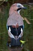 Eurasian Jay