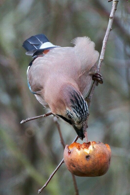 Eurasian Jayadult, feeding habits, Behaviour