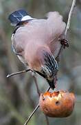 Eurasian Jay