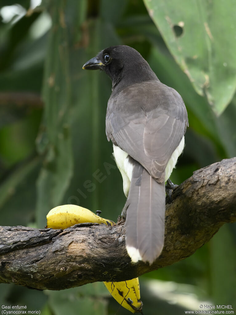 Brown Jay