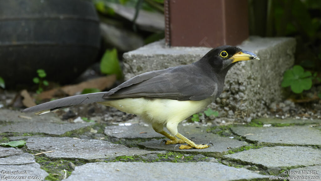 Brown Jayjuvenile