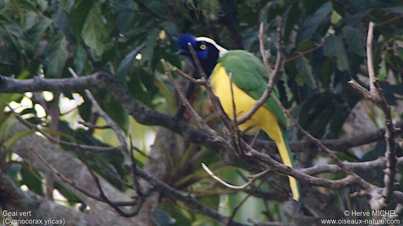 Inca Jay