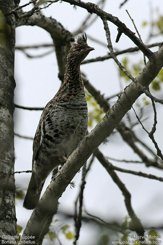 Gélinotte huppée mâle adulte nuptial