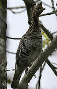 Ruffed Grouse