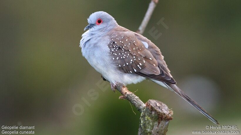 Diamond Dove male adult breeding, identification