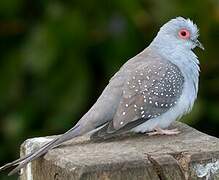 Diamond Dove