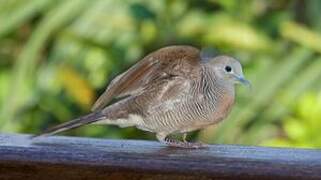 Zebra Dove