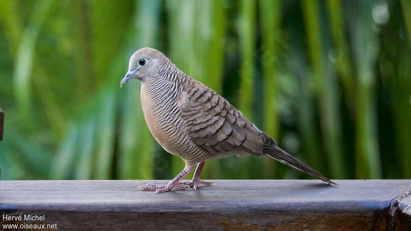 Zebra Doveadult, identification