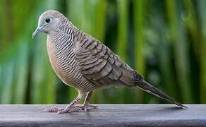 Zebra Dove