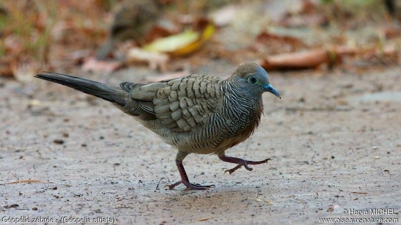 Zebra Dove