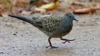 Zebra Dove